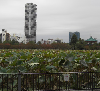 上野 池之端池(上野恩賜公園)ボート池横の蓮池 上野 池之端池(上野恩賜公園)ボート池横の蓮池