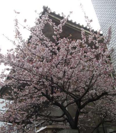 東京千代田区麹町でサクラ開花 東京千代田区麹町でサクラ開花