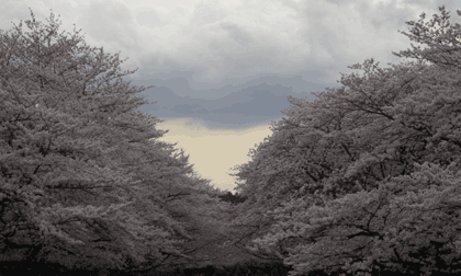 上野山の桜写真と博物館群 上野山の桜写真と博物館群