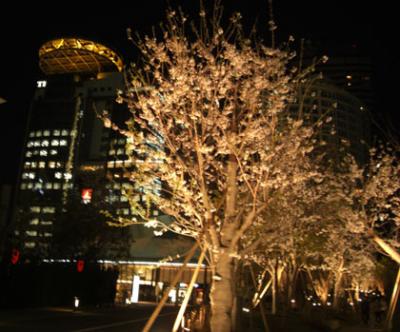 赤坂サカスの桜通り・丸秘 赤坂サカスの桜通り・丸秘