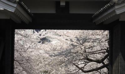 日本武道館の桜・Nipponbudokan・にっぽんぶどうかん 日本武道館の桜・Nipponbudokan・にっぽんぶどうかん
