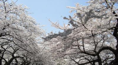 日本武道館の桜2 日本武道館の桜2