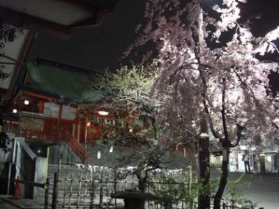 新宿の花園神社境内のさくら 新宿の花園神社境内のさくら