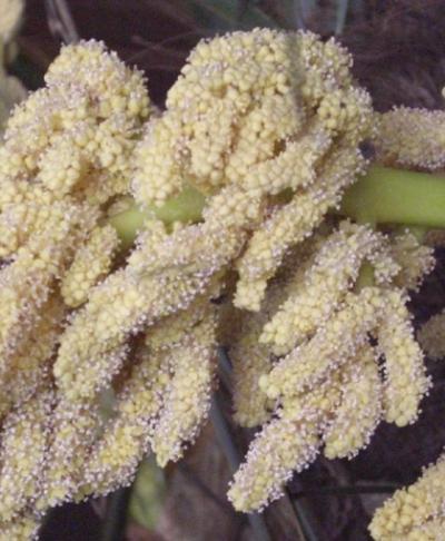 シュロの木の花・ワジュロ(和棕櫚) シュロの木の花・ワジュロ(和棕櫚)
