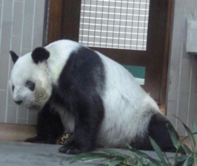 上野動物園のジャイアントパンダ生前のリンリン 上野動物園のジャイアントパンダ生前のリンリン
