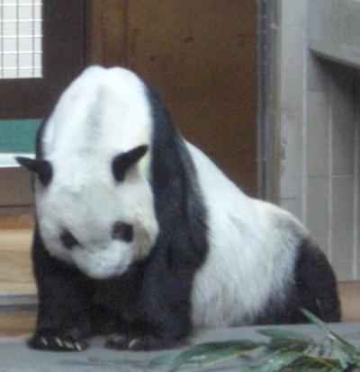 上野動物園のジャイアントパンダ生前の陵陵 上野動物園のジャイアントパンダ生前の陵陵