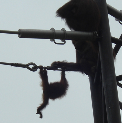 オランウータンの赤ちゃん空中廊下(ロープ)を一人 オランウータンの赤ちゃん空中廊下(ロープ)を一人
