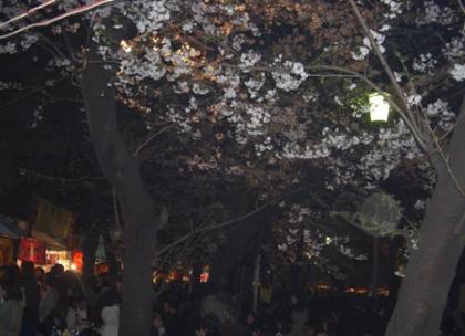 昨夜の靖国神社夜桜見物は物凄い人人人でした。 昨夜の靖国神社夜桜見物は物凄い人人人でした。