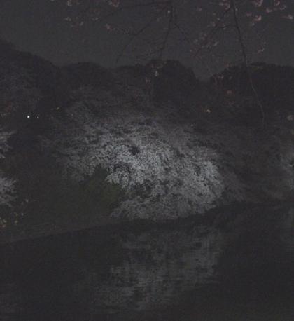 千鳥ケ淵から北の丸公園の水面に映えて浮かび上がる夜桜 千鳥ケ淵から北の丸公園の水面に映えて浮かび上がる夜桜