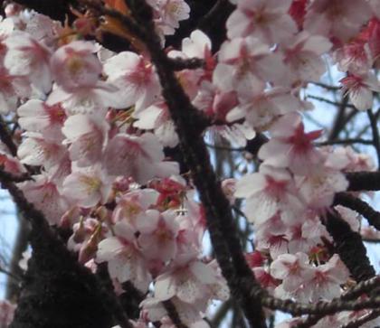 恩賜上野動物園のサクラ開花(満開)!2010年2月21日撮影画像 恩賜上野動物園のサクラ開花(満開)!2010年2月21日撮影画像