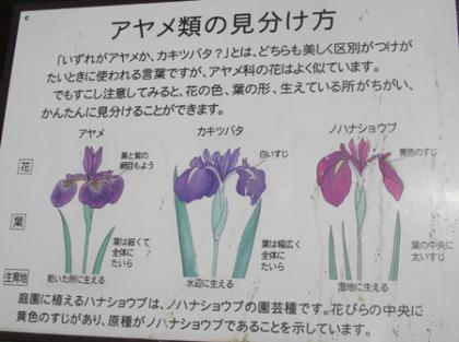誰でも迷う!アヤメとカキツバタとハナショウブの見分けかた 誰でも迷う!アヤメとカキツバタとハナショウブの見分けかた