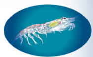 Omega3Krill Oil オメガ3クリルオイル「白鳥薬品・ピアセル」で健康保持を Omega3Krill Oil オメガ3クリルオイル「白鳥薬品・ピアセル」で健康保持を